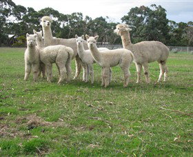 Blackgate Lodge Alpaca Stud - Stayed 0