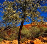 Mt Romance Australia Pty Ltd - Stayed