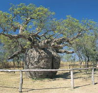 Boab Prison Tree - Stays Accommodation