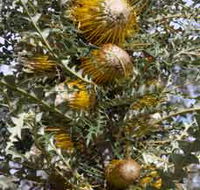 Woylie Walk Dryandra Woodland - Stays Accommodation