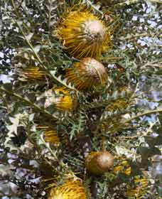 Woylie Walk, Dryandra Woodland - Stays Accommodation 0