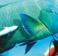 Aristocat Snorkel and Scuba Port Douglas - Stays Accommodation