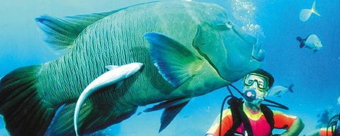 Aristocat Snorkel And Scuba Port Douglas - Stays Accommodation 0