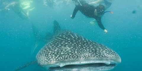 Aristocat Snorkel And Scuba Port Douglas - Stays Accommodation 1