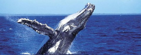 Aristocat Snorkel And Scuba Port Douglas - Stays Accommodation 2