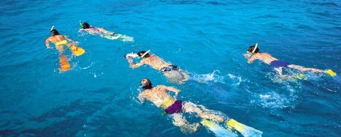 Aristocat Snorkel And Scuba Port Douglas - Stays Accommodation 4