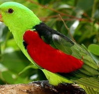 Birdworld Kuranda - Stayed