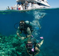 Down Under Cruise and Dive - Stayed
