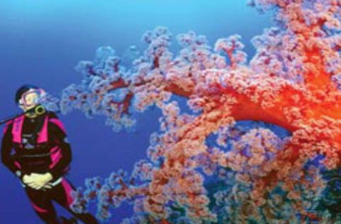 Mike Ball Dive Expeditions - Stayed 1