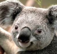 Wildlife Habitat - Stays Accommodation