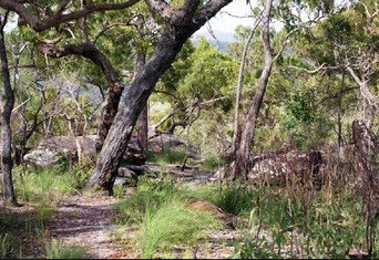 Cooktown Aboriginal Art Tours - Stayed 2
