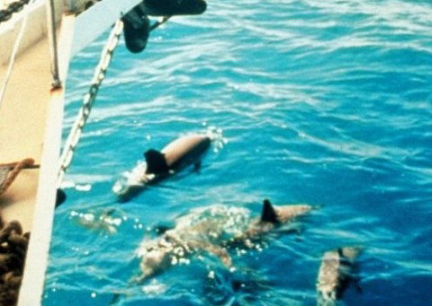 A Whitsunday Luxury Sailing Holiday - Stayed 5