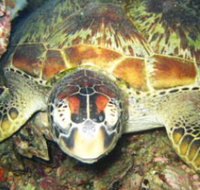 Adrenalin Snorkel and Dive - Stayed