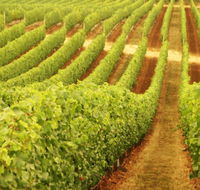 Wignalls Winery - Stayed