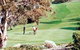 Victor Harbor Golf Club - thumb 1