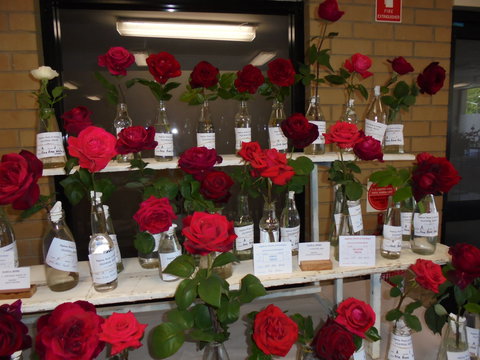 Anglican Spring Flower Show Gundagai - Stayed 0