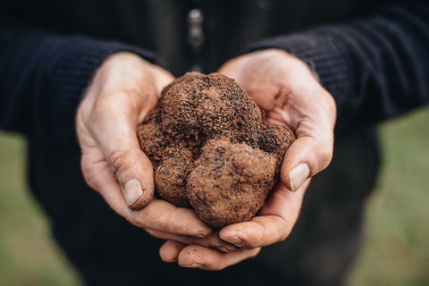 A Taste Of Truffles - Stayed 0