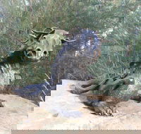 Bathurst Arts Trail - Stayed