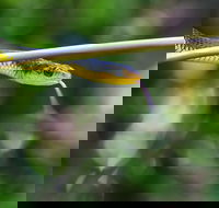 Be Welcomed by Wildlife at the Australian Wildlife Sanctuary - Stayed