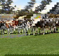 Brighton Show - Stayed