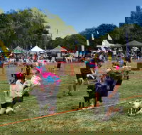 Dogs in the Park Orange - Stayed