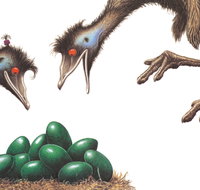 Edward the Emu - Stayed