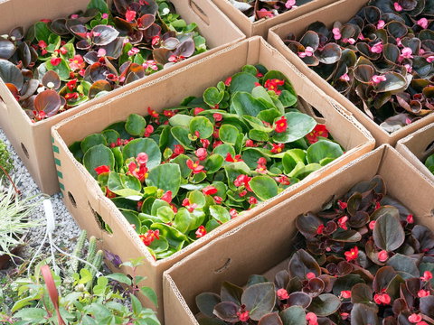 Iluka Markets - Stayed 2