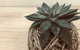 Kokedama Workshop - thumb 0