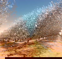 Mallee Almond Blossom Festival - Stayed