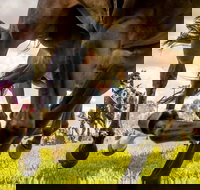 Night Markets and Race Day - Stays Accommodation