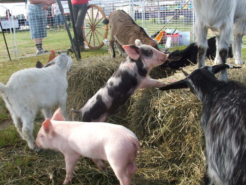 Primex Field Days - Stayed 2