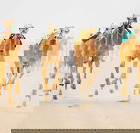 The Quirindi Camel Cup - Stayed