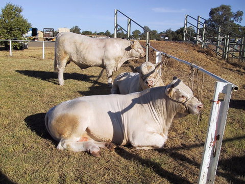 Wee Waa Show - Stays Accommodation 2