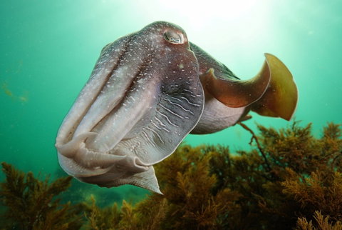 Whyalla Maritime Museum - Cuttlefish Capers - Stays Accommodation 0