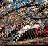 Young Cherry Blossom Long Lazy Lunch - Stays Accommodation