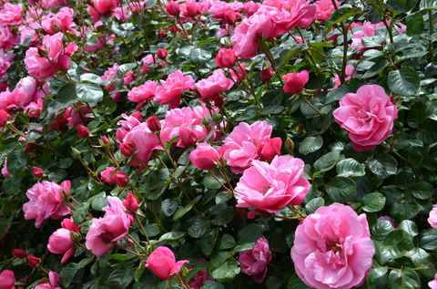 2020 Woolmers Estate Festival Of Roses - Stayed 0