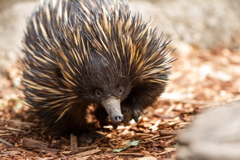 Aussie Wildlife Course - July/August/September - Stayed 0