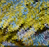 Australian Wattle Day  the Old Bus Depot Markets - Stays Accommodation