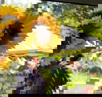 Blackville Arts and Market Day - Stayed