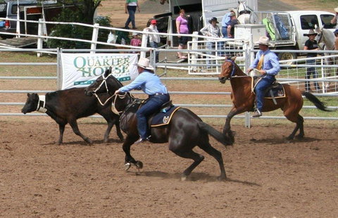 Dalgety Team Penning - Stays Accommodation 0