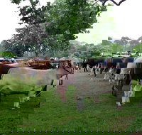 Dorrigo Agricultural Show - Stays Accommodation