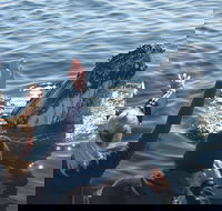 Eden Whale Festival - Stayed