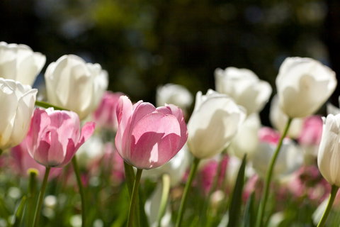 Floriade: Reimagined - Stays Accommodation 0