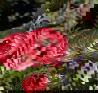 Garden Expo Benalla - Stayed