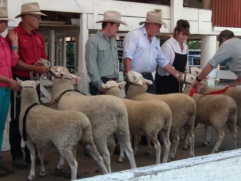Glen Innes Pastoral And Agricultural Show - Stayed 2