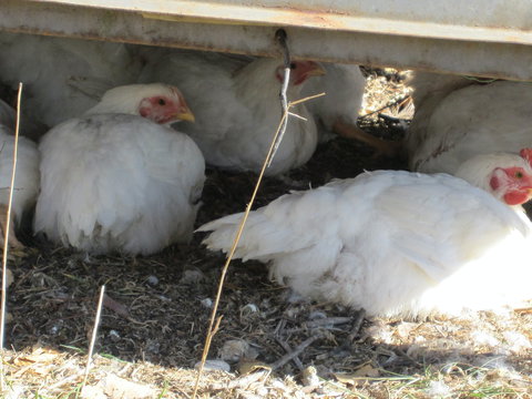 Keeping Healthy Backyard Chickens - Stayed 5