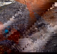 Learn all about Australia's Hidden Treasures - The Kimberley - Stayed