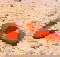 Let's Dance Carinda David Bowie Tribute Festival - Stays Accommodation