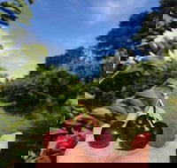 National Cherry Festival - Stays Accommodation