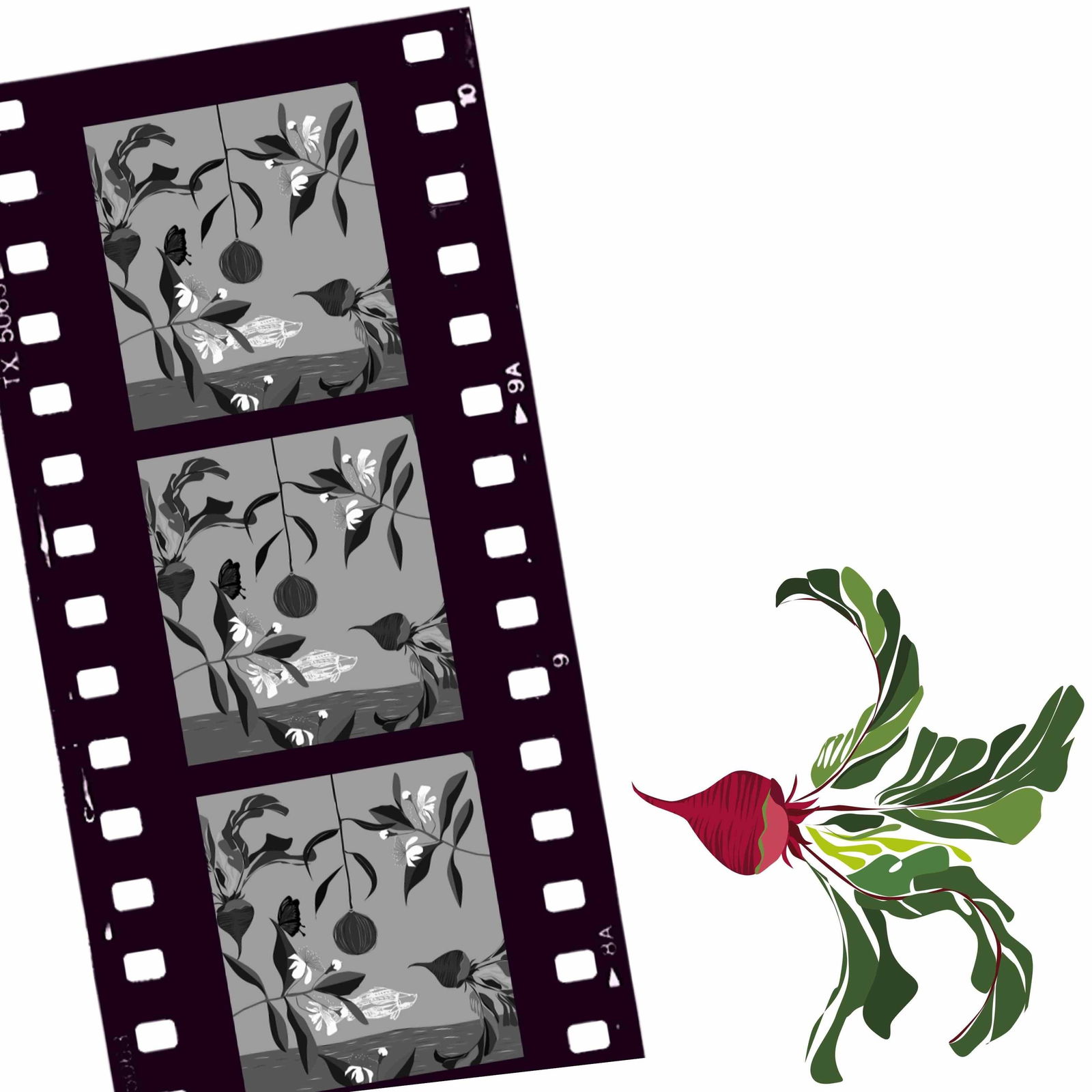 Cairns North QLD Stayed